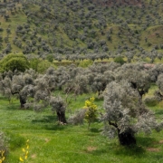 zeytinlik alanı gösteren bir fotoğraf
