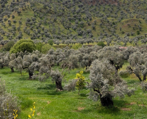 zeytinlik alanı gösteren bir fotoğraf