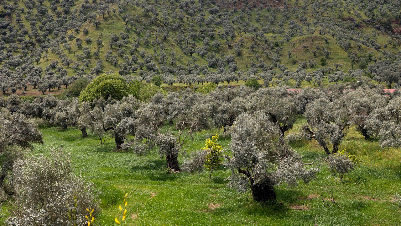 zeytinlik alanı gösteren bir fotoğraf