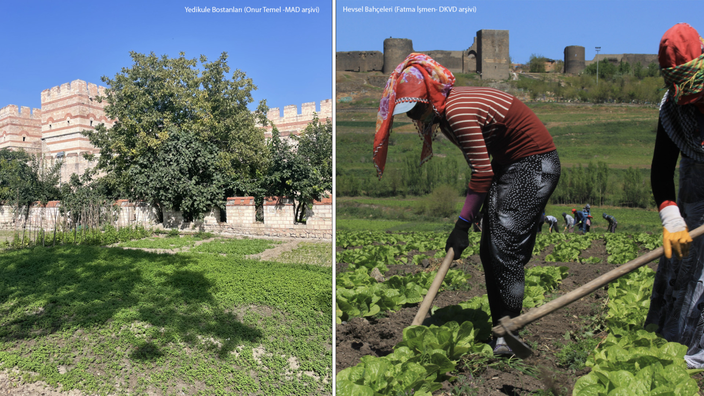 iki fotoğraf yan yana koyulmuş. solda yedikule bostanlarını ve kara surlarını gösteren bir fotoğraf yer alıyor. fotoğraf kredisi onur temel, mad arşivi. sağda hevsel bahçelerini gösteren bir fotoğraf yer alıyor. bostanda çalışan kadınlar ve arkada surlar görünüyor. fotoğraf kredisi fatma işmen, dkvd arşivi
