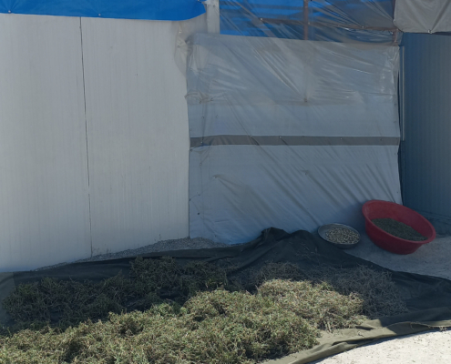 adiyaman12 Konteynerin yanına eklenmiş mavi branda ve plastik örtüler; ön tarafta yere serilmiş örtü üzerinde kurutulan bitkiler ve yan tarafta kap içinde ayıklanmış ürünler.