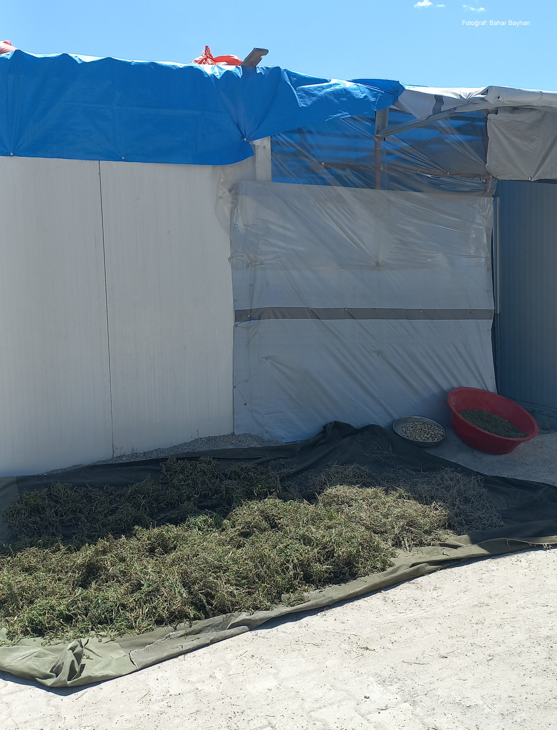 adiyaman12 Konteynerin yanına eklenmiş mavi branda ve plastik örtüler; ön tarafta yere serilmiş örtü üzerinde kurutulan bitkiler ve yan tarafta kap içinde ayıklanmış ürünler.